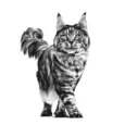 Royal Canin Early Renal Cat Dry Food 1.5KG 5