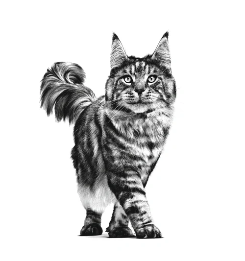 Royal Canin Early Renal Cat Dry Food 1.5KG 5